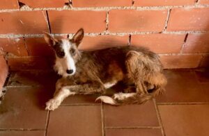 Blog Bild - Ein Hund liegt auf dem Boden.