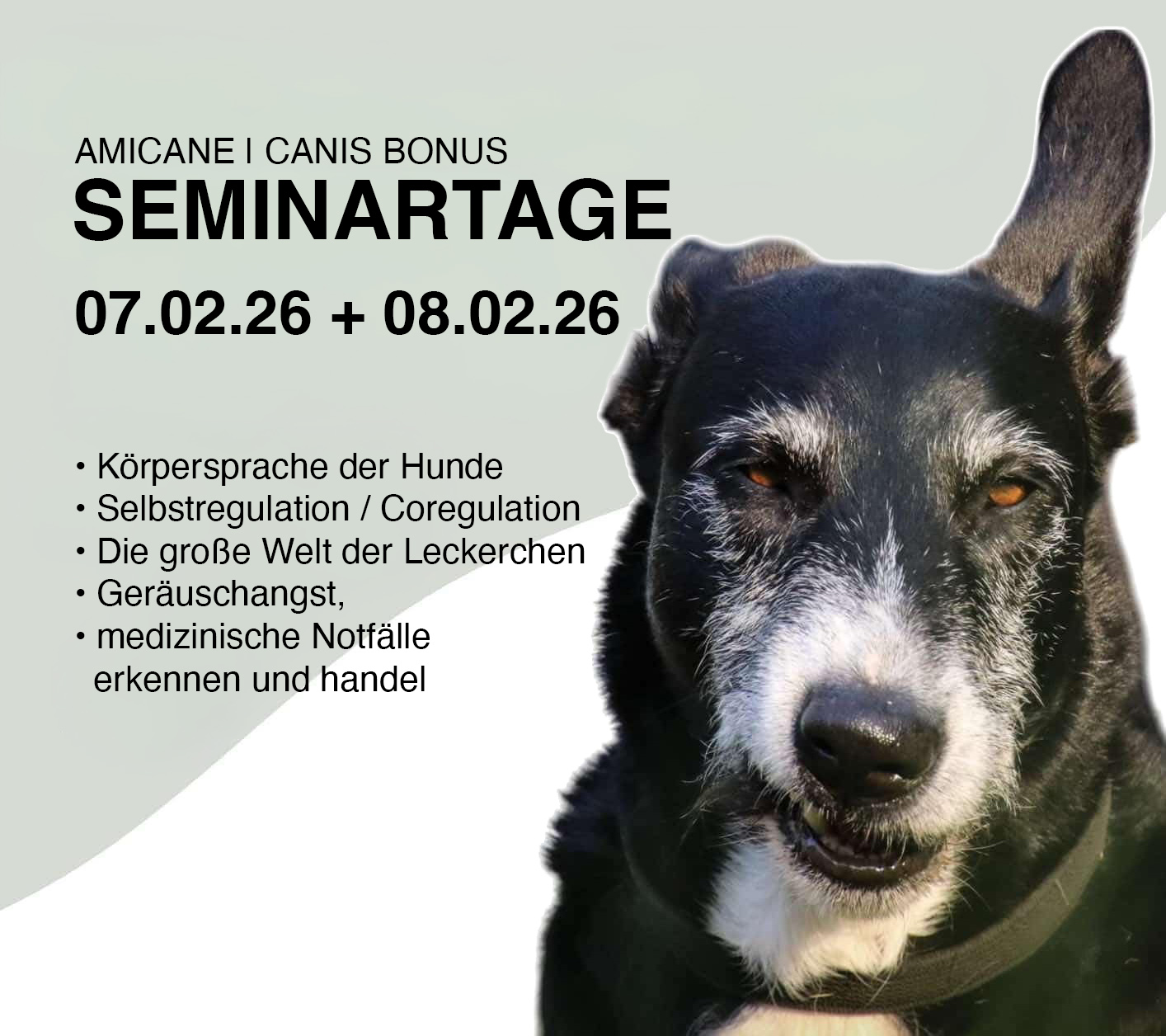 Theorieseminar Ulm und Ne-Ulm 7. und 8. Februar 2026 | Körpersprache der Hunde | Selbstregulation / Coregulation | Die große Welt der Leckerchen | Geräuschangst | medizinische Notfälle erkennen und handel
