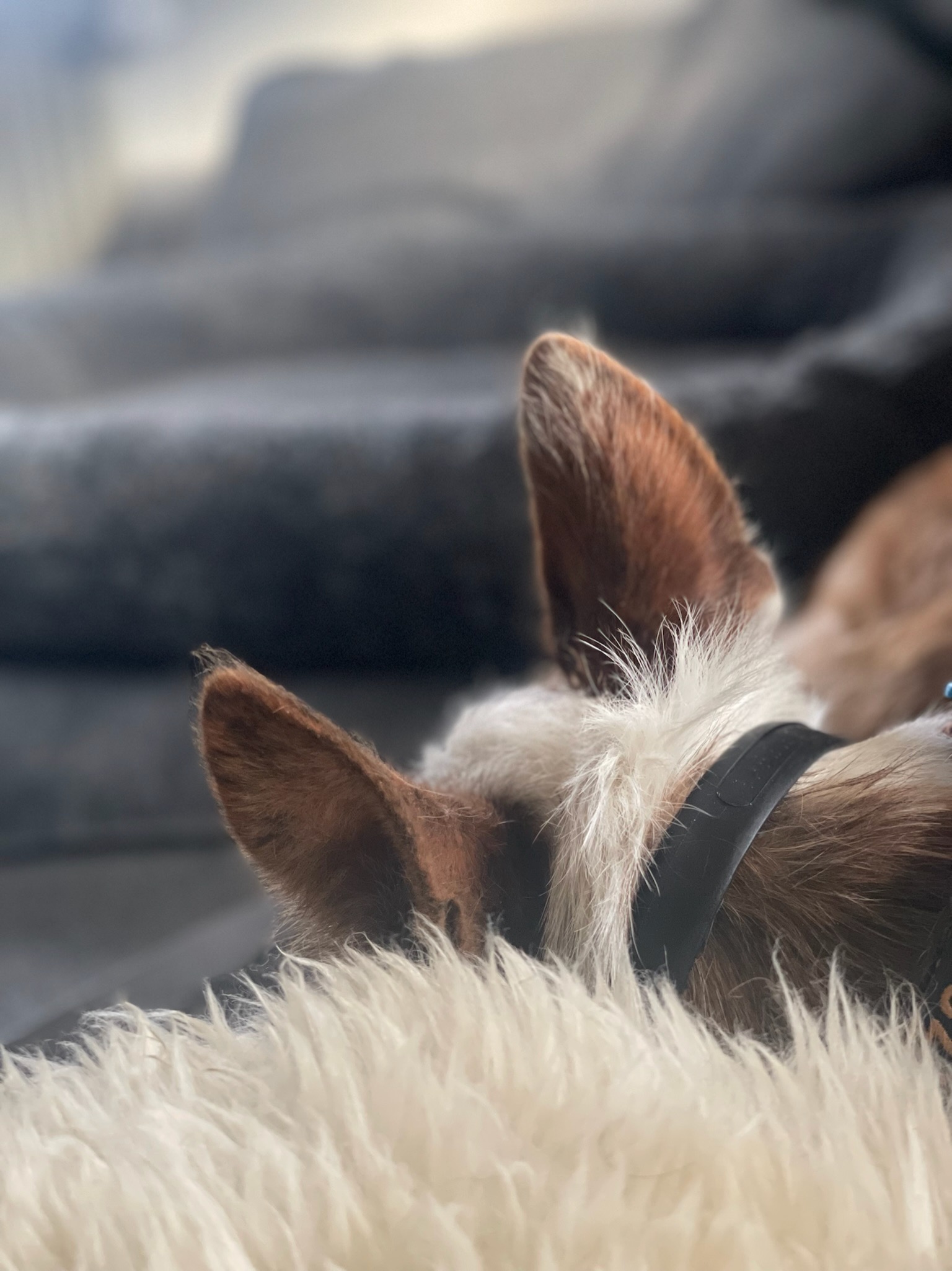 Hund auf einem gemütlichen Sofa